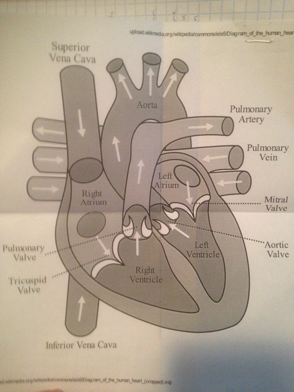 Describe Blood Flow Through Mammal Heart